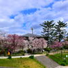 京都・半木の道②