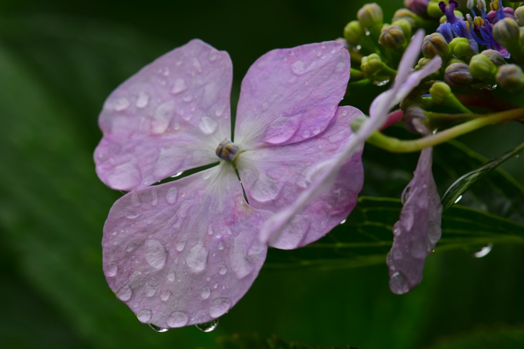 雨上がり⑬