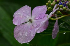 雨上がり⑬