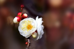 冬至梅②
