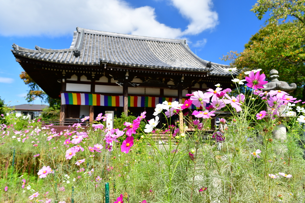 コスモス寺・般若寺②