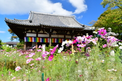 コスモス寺・般若寺②