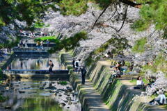 夙川公園の桜①