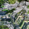夙川公園の桜①