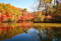 神戸市立森林植物園⑨