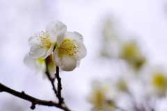 春③