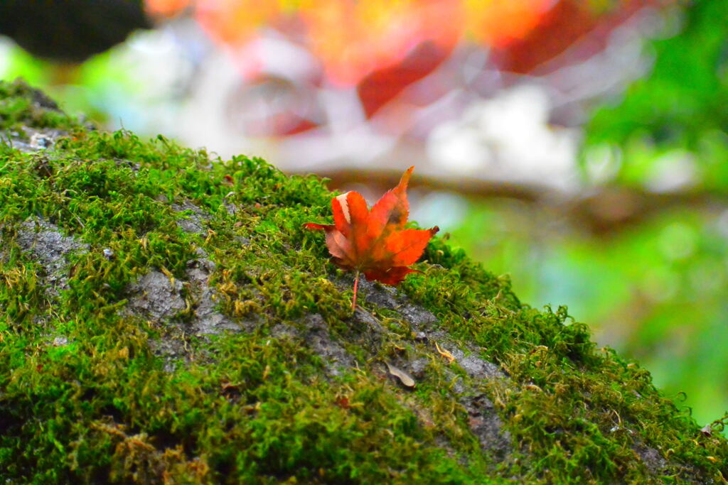 紅葉⑥