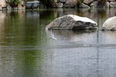 公園のコアジサシ⑤