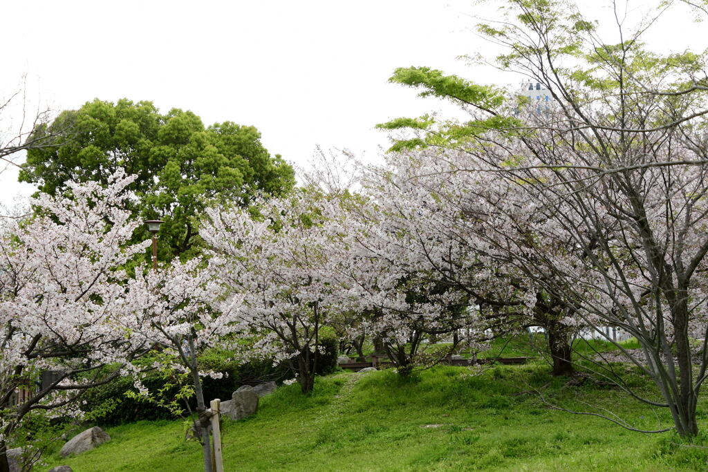 南公園のソメイヨシノ⑦