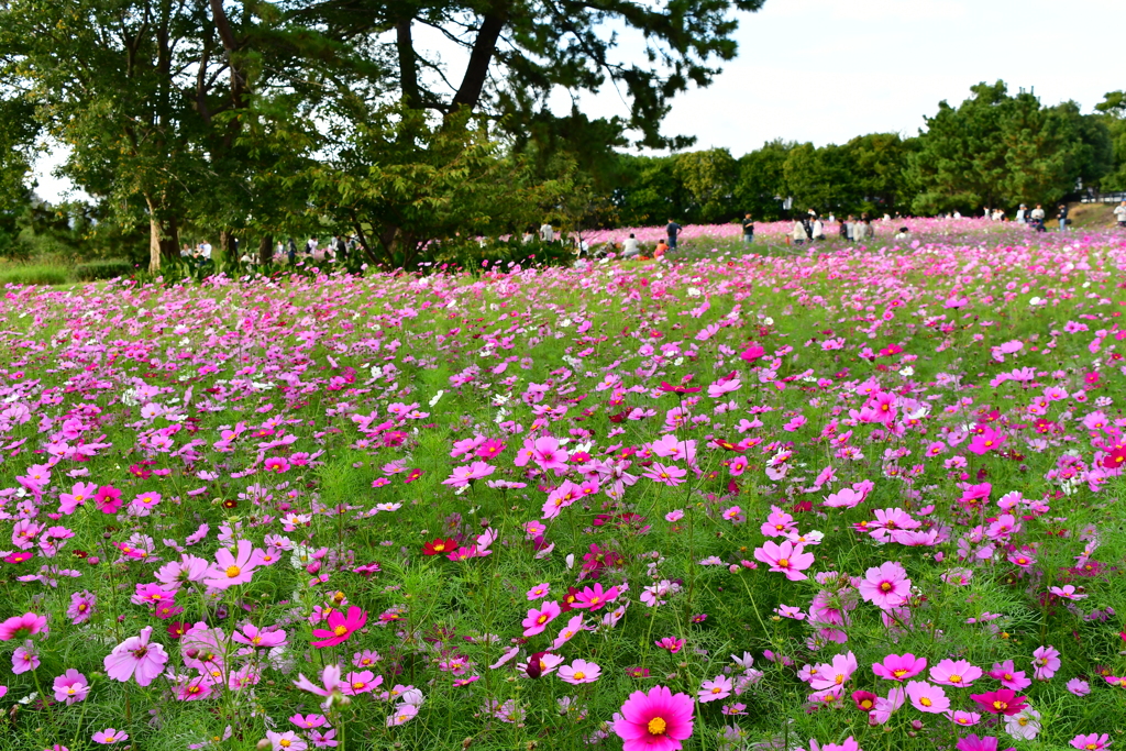 髭の渡しのコスモス園①