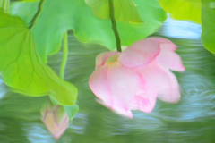盛夏⑳