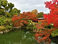 神戸市立相楽園の紅葉③