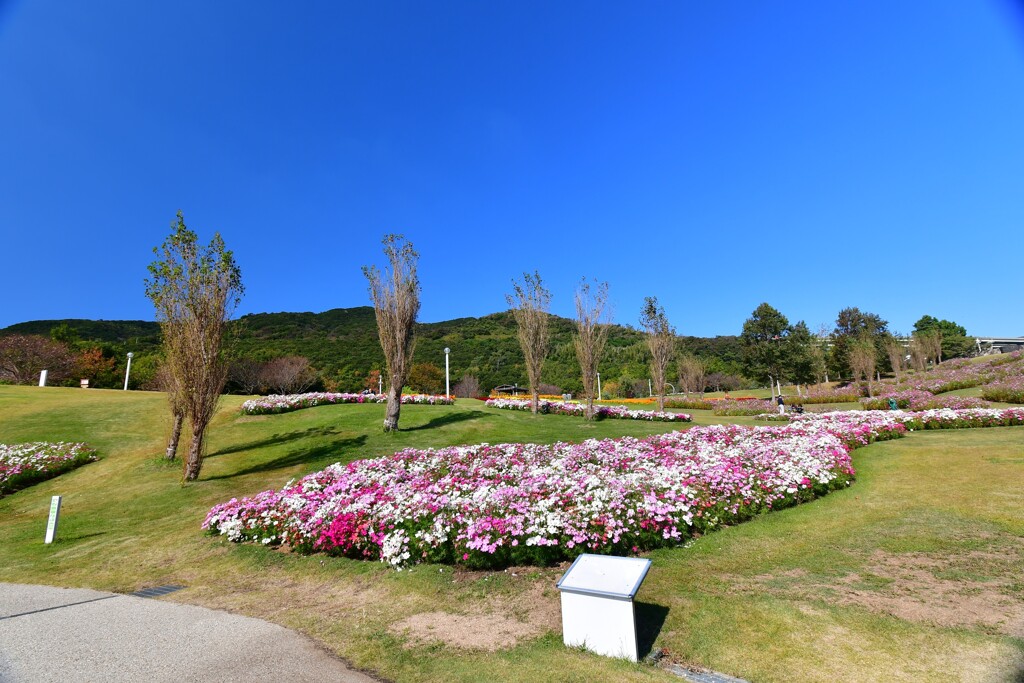 淡路島・国営明石海峡公園⑨