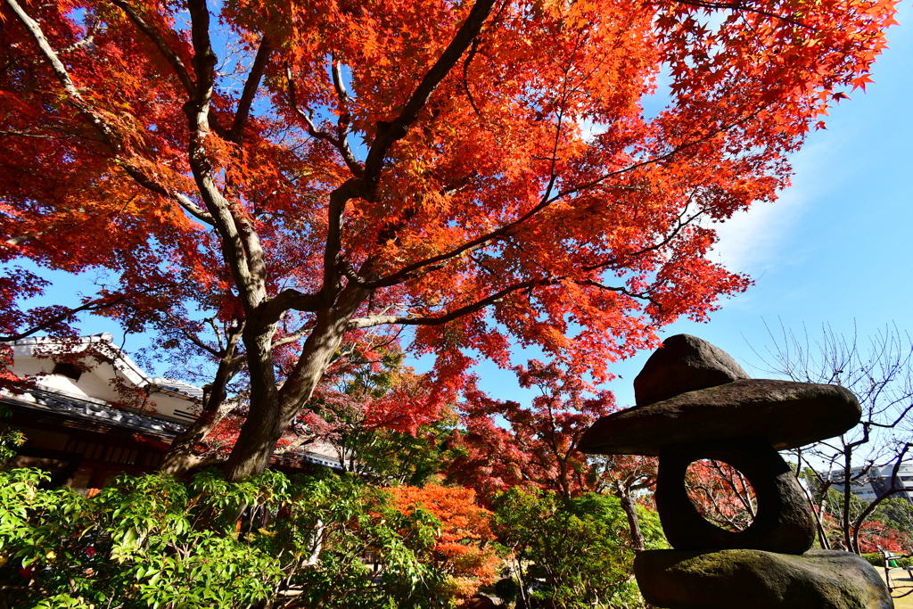 須磨離宮公園の紅葉⑧