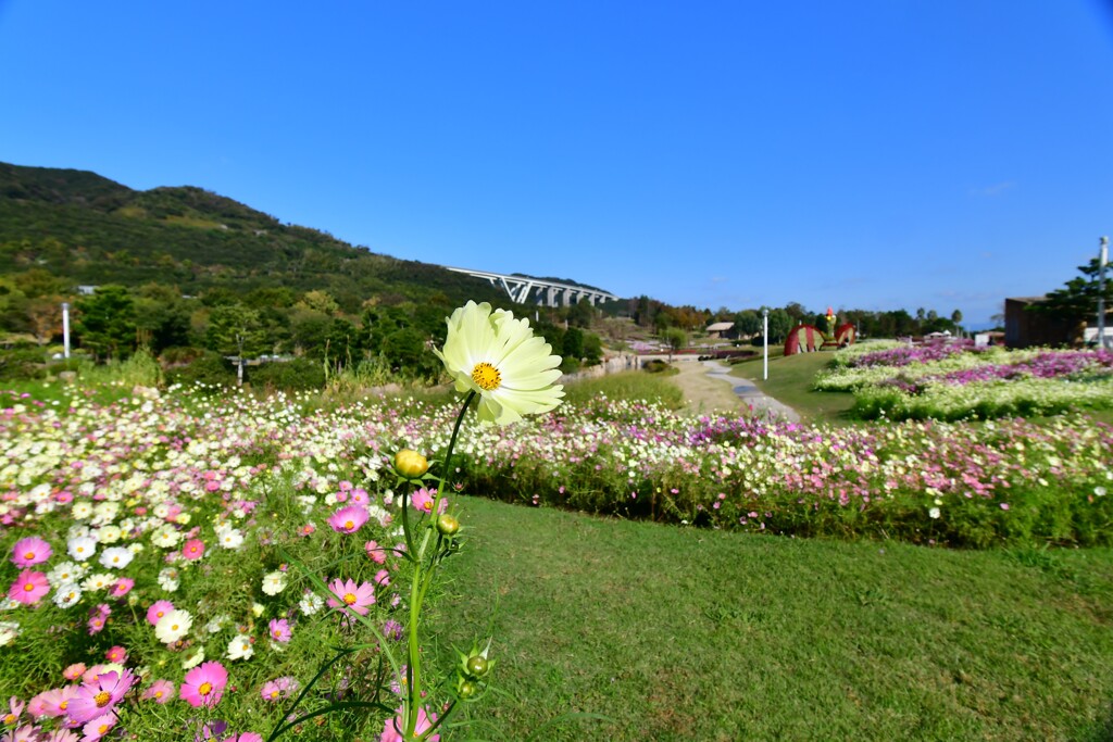 淡路島・国営明石海峡公園②