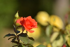 秋薔薇⑥