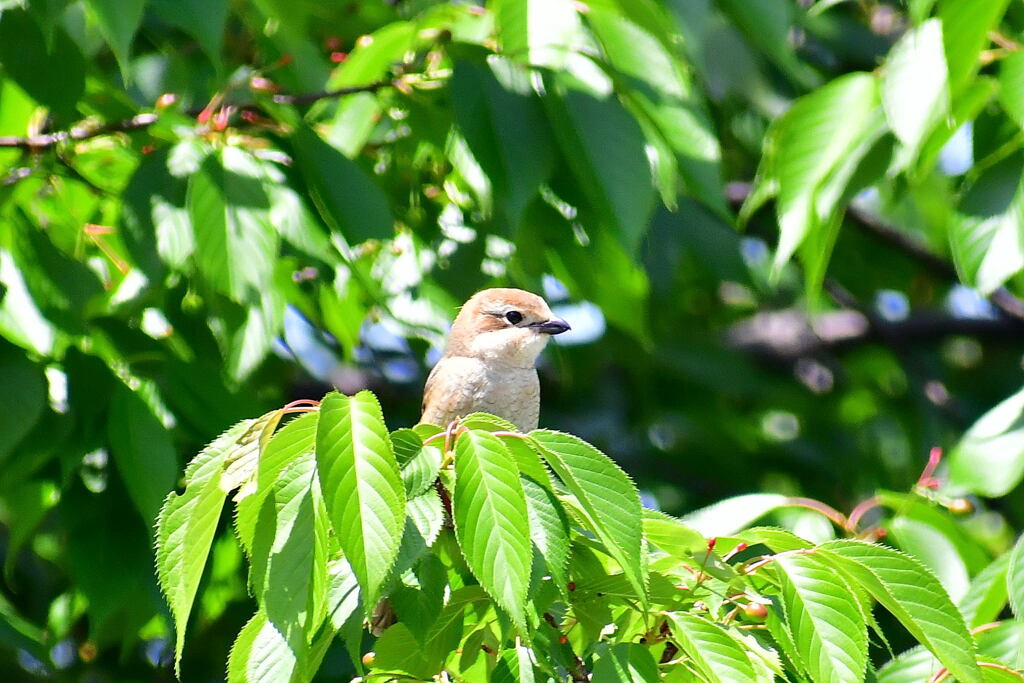 百舌鳥幼鳥②