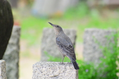藤見物③