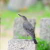 藤見物③