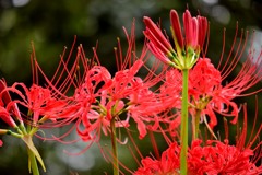 彼岸花①