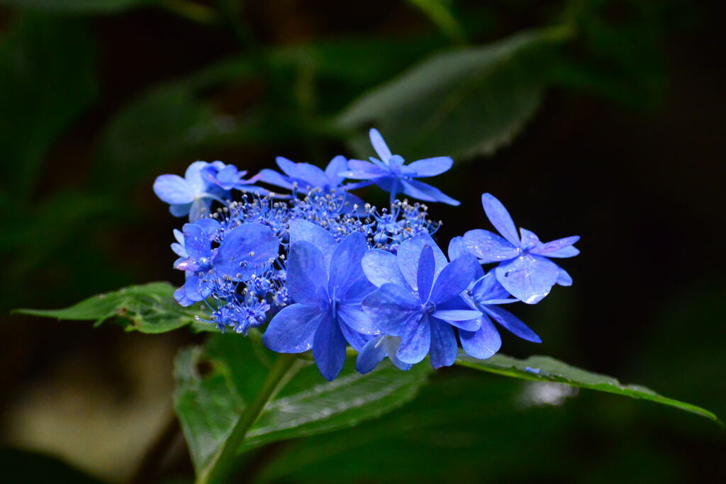 ハーブ園の紫陽花③