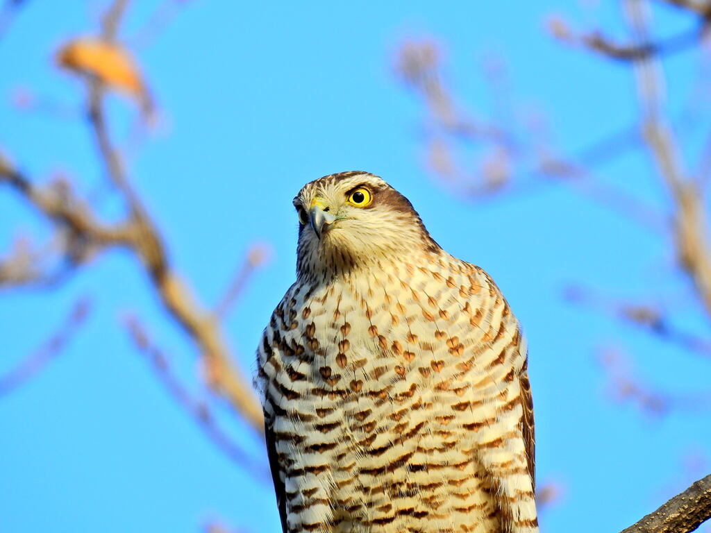 ハイタカ㉒