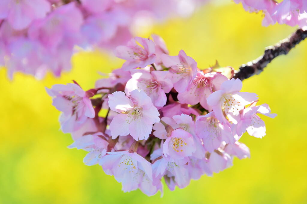 菜の花と河津桜（９）