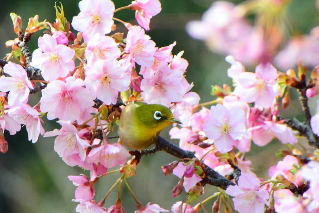 河津桜とメジロ⑩