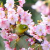 河津桜とメジロ⑩