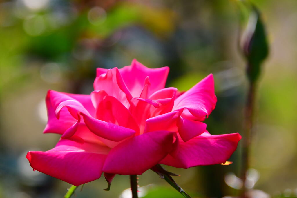 須磨離宮公園・秋薔薇　ラ・ヴィ・アン・ローズ