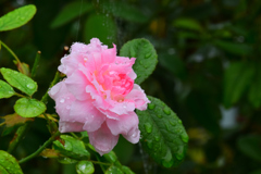 雨の日の秋薔薇⑤