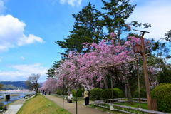 京都・半木の道④