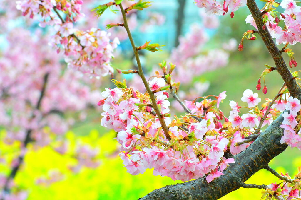 河津桜と菜の花③