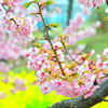河津桜と菜の花③