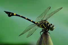 タイワンウチワヤンマ⑫