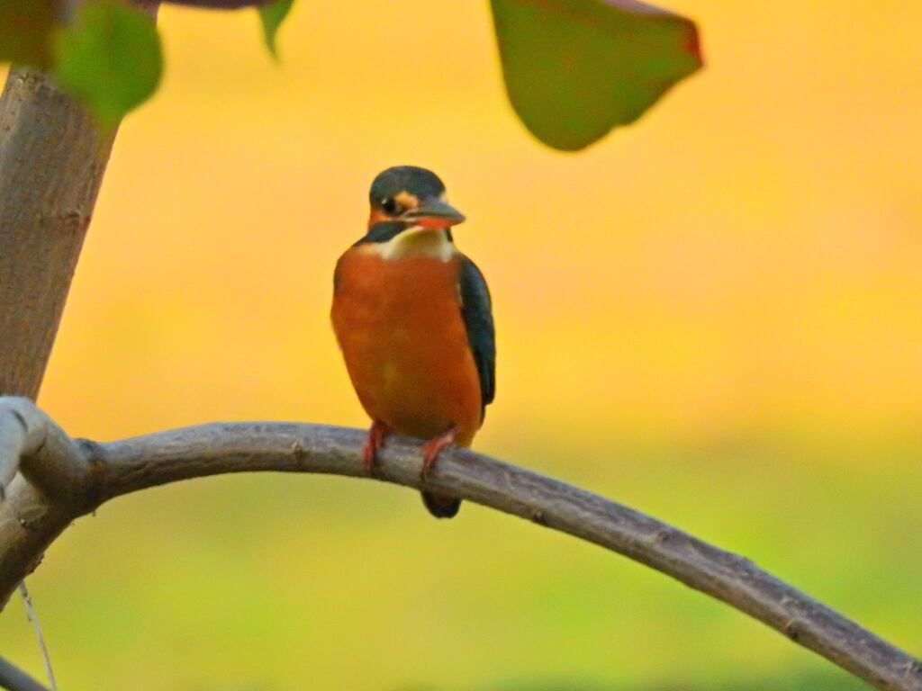 カワセミ