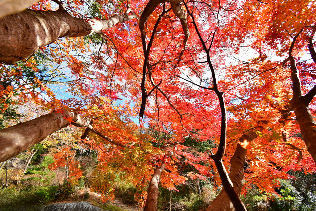 修法ヶ原の紅葉⑦