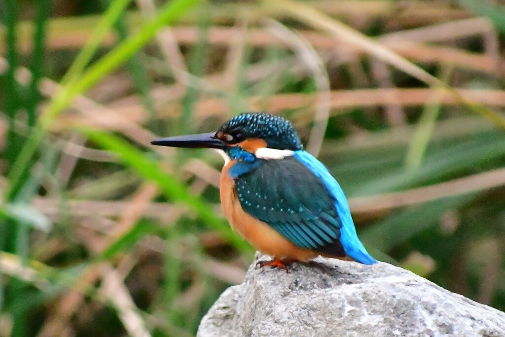 カワセミ・43