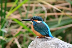 カワセミ・43