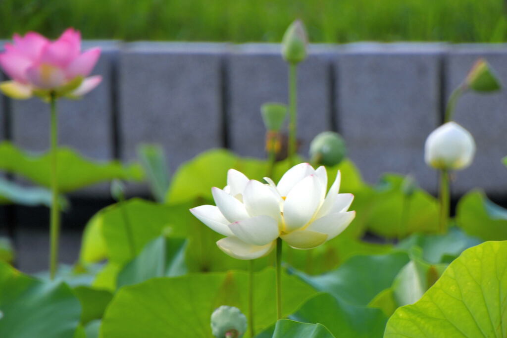 ハスの花⑩