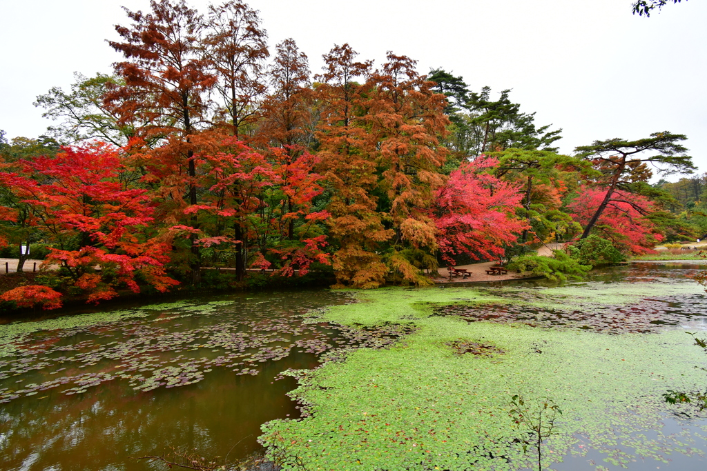 雨の日の紅葉⑫