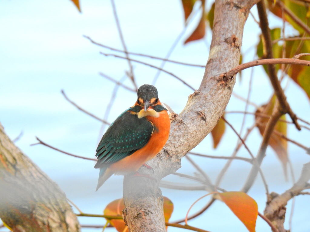 カワセミ