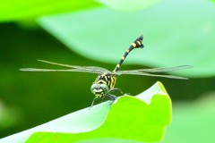 タイワンウチワヤンマ⑨