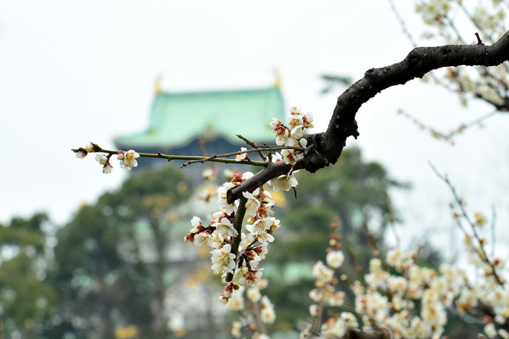 大阪城公園・梅林④