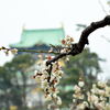 大阪城公園・梅林④