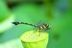 タイワンウチワヤンマ①