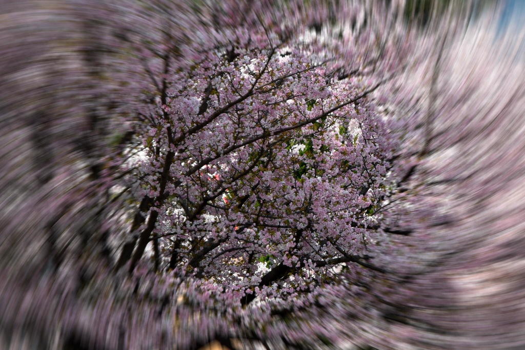 ササベザクラ（３）