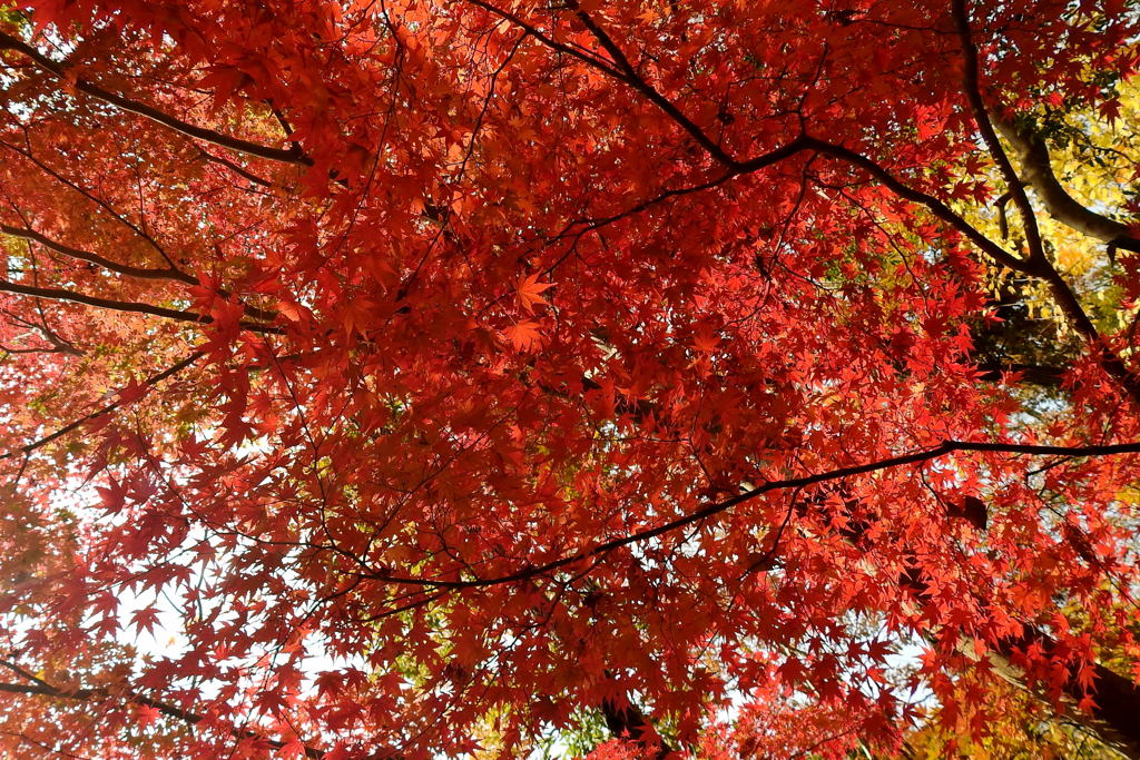 ほしだ園地の紅葉④