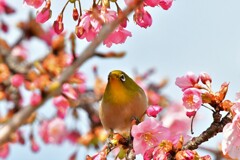メジロ㊳