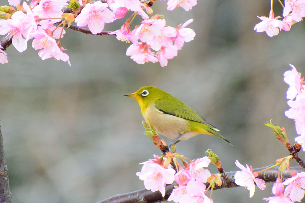 河津桜とメジロ⑥